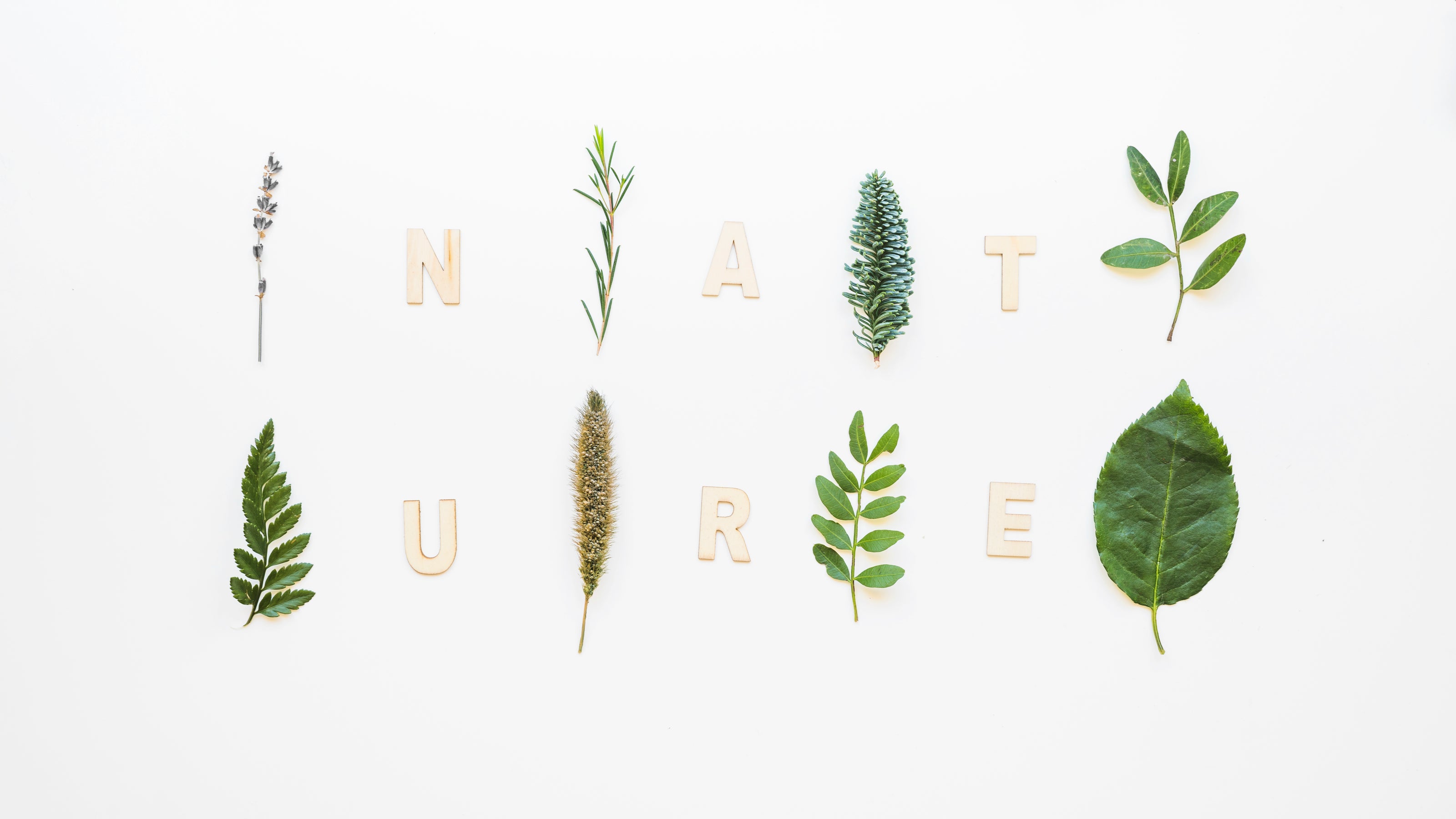 composition-with-eight-different-leaves.jpg__PID:ab3df897-5bc8-45f5-97c2-c1e7384aefef